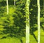 Poplar Grove XII, Auvillar, 2005 :: pigmented inkjet print